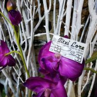 Bitxi lore lore denda